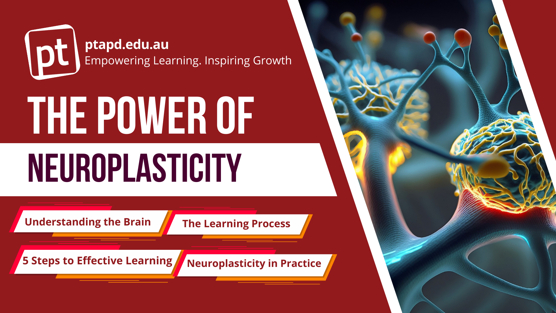 The Power of Neuroplasticity